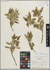 Foto von Salix lucida Muhl.
